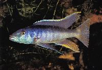 Champsochromis caeruleus