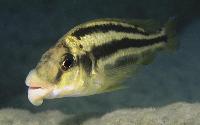 Chilotilapia euchilus, Mbenji (hona)