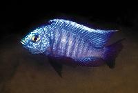 Copadichromis azureus, Nkhomo Reef