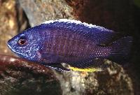 Copadichromis cyaneus, Likoma