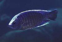 Copadichromis jacksoni, Makonde