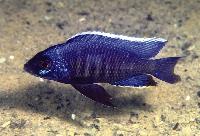 Copadichromis sp. "kawanga", Lundo