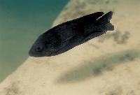 Copadichromis melas, Mara Point