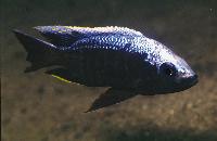 Copadichromis trewavasae