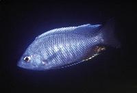 Copadichromis quadrimaculatus, Tsano Rock