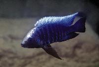 Copadichromis sp. "verduyni dwarf", Metangula