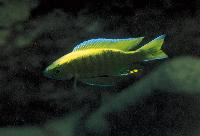Copadichromis sp. "virginalis gold", Nkanda