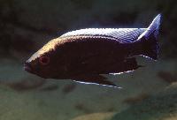 Copadichromis sp. "virginalis kajose", Gome