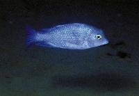 Cyrtocara moorii , Cape Maclear (ungfisk)