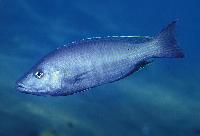 Dimidiochromis kiwinge, Magunga