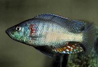 Dimidiochromis strigatus