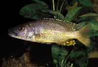 Exochochromis anagenys, Chizumulu