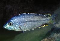 Hemitaeniochromis spilopterus, Mdoka