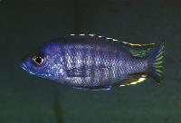 Hemitaeniochromis sp. 'spilopterus blue', Kakusa