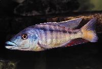 Lichnochromis acuticeps