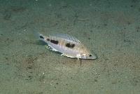 Otopharynx decorus,  Liuli