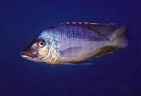 Mylochromis epichoralis, Gome