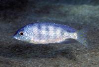 Mylochromis ericotaenia, Magunga