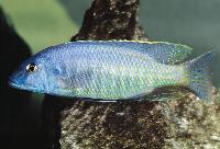 Mylochromis formosus