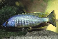 Mylochromis gracilis