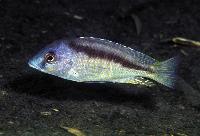 Mylochromis melanotaenia, Makonde
