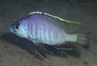 Mylochromis mola, Maleri