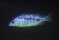 Mylochromis spilostichus, Makokola