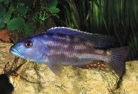 Nimbochromis fuscotaeniatus, Kadango