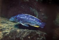 Nimbochromis linni, Chizumulu