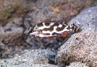 Nimbochromis livingstonii, Magunga