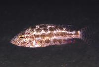 Nimbochromis polystigma, Otter Point