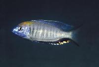 Nyassachromis prostoma, Masinje