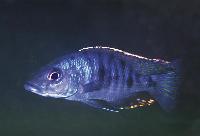 Otopharynx sp. "cave", Jalo Reef