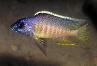 Otopharynx sp. 'gold blueface', Ikombe
