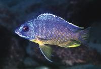 Otopharynx heterodon, Magunga