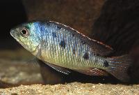 Otopharynx sp. "spots", Sani