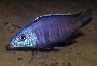 Placidochromis sp. "blue otter", Tsano Rock
