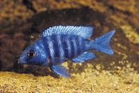 Placidochromis sp. "phenochilus tanzania", Lupingu