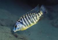 Protomelas fenestratus, Masinje