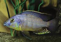 Protomelas sp. 'mbenji thick lip', Mbenji