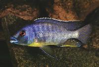 Protomelas ornatus