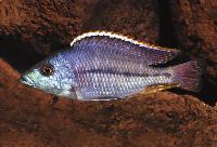 Protomelas similis