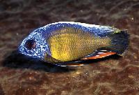 Protomelas sp. "steveni taiwan", Taiwan Reef