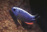 Protomelas sp. "steveni taiwan", Higga Reef