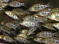 Fossorochromis rostratus