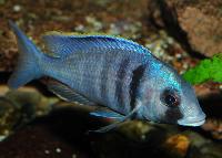 Placidochromis electra