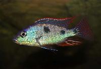 Otopharynx tetrastigma