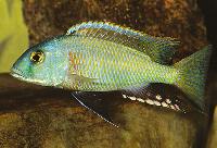 Buccochromis nototaenia 