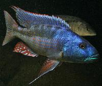 Champsochromis spilorhynchus