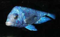 Placidochromis sp. "phenochilus tanzania"